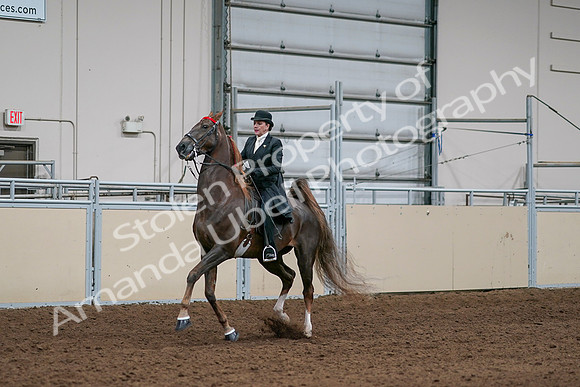 2020 - AB Morgan Horse - Sat, Sept 05 - 13091