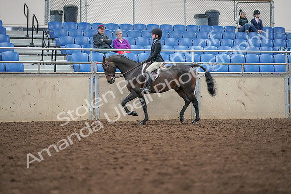 2019 Morgan Horse Show - Aug 30, 2019 - 20303