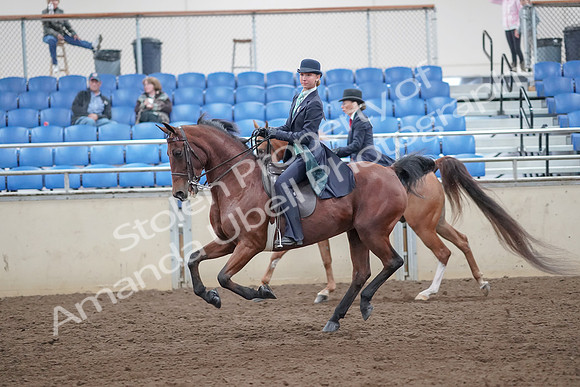 2019 Morgan Horse Show - Aug 31, 2019 - 08820