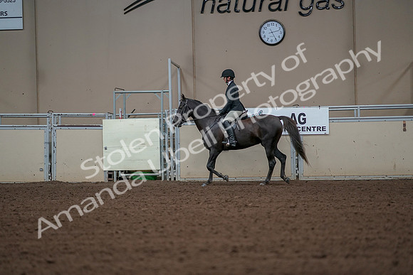 2019 Morgan Horse Show - Aug 30, 2019 - 14952