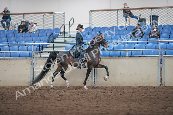 2019 Morgan Horse Show - Aug 31, 2019 - 08925