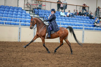 2020 - AB Morgan Horse - Sat, Sept 05 - 09698