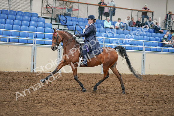 2020 - AB Morgan Horse - Sat, Sept 05 - 09698