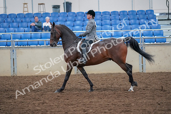 2019 Morgan Horse Show - Aug 30, 2019 - 20624