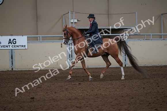 2019 Morgan Horse Show - Sept 01, 2019 - 11913
