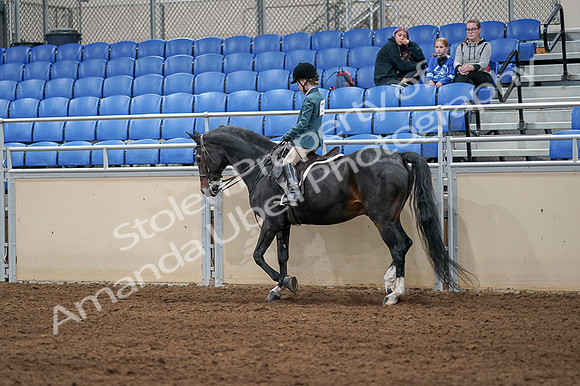 2020 - AB Morgan Horse - Fri, Sept 04 - 07737