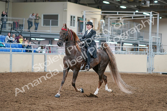 2020 - AB Morgan Horse - Sat, Sept 05 - 12936