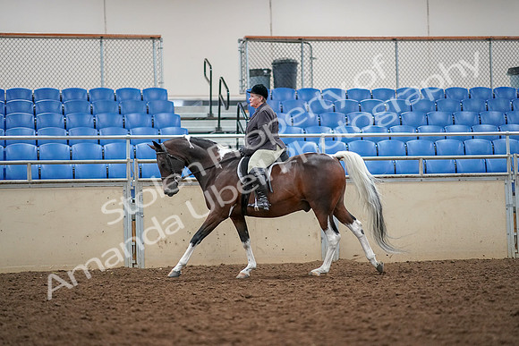 2019 Morgan Horse Show - Aug 30, 2019 - 22328