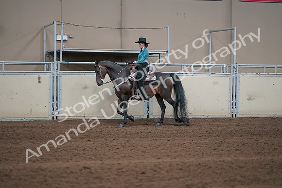 2019 Morgan Horse Show - Sept 01, 2019 - 06913