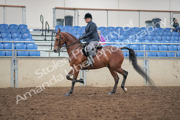 2019 Morgan Horse Show - Aug 30, 2019 - 20202