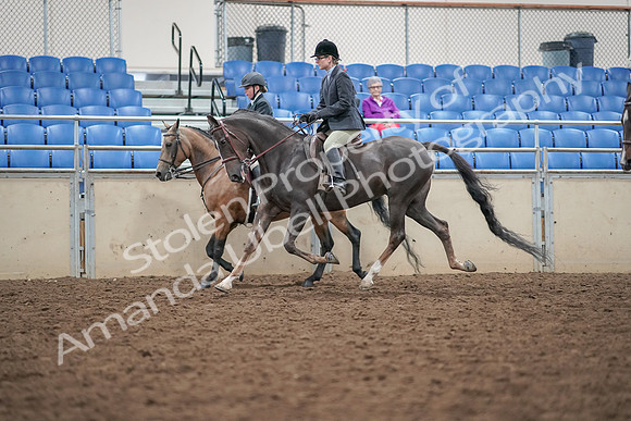 2019 Morgan Horse Show - Aug 30, 2019 - 20219