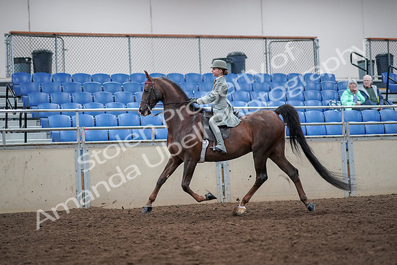 2019 Morgan Horse Show - Aug 30, 2019 - 17783
