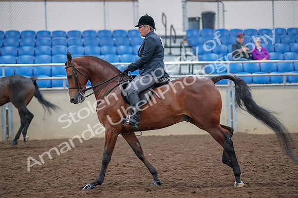 2019 Morgan Horse Show - Aug 30, 2019 - 20577