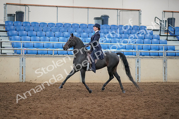 2019 Morgan Horse Show - Aug 30, 2019 - 12171
