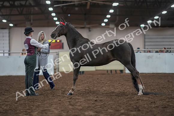 2019 Morgan Horse Show - Aug 31, 2019 - 02010