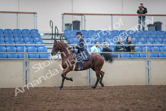 2019 Morgan Horse Show - Aug 31, 2019 - 08601