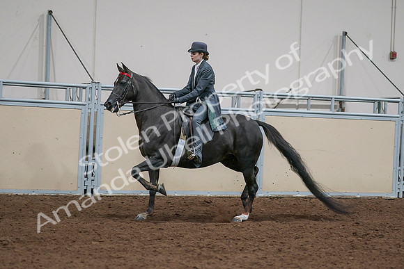 2020 - AB Morgan Horse - Sat, Sept 05 - 13645