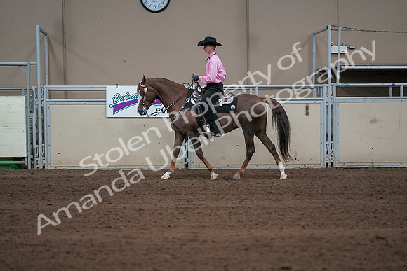 2019 Morgan Horse Show - Sept 01, 2019 - 06904
