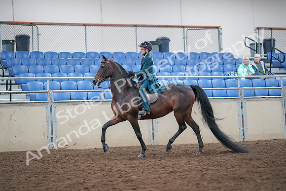 2019 Morgan Horse Show - Aug 30, 2019 - 17845