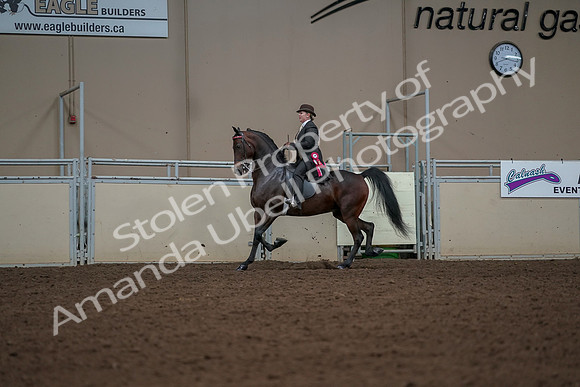 2019 Morgan Horse Show - Aug 30, 2019 - 28314