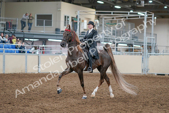 2020 - AB Morgan Horse - Sat, Sept 05 - 12934