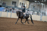 2020 - AB Morgan Horse - Fri, Sept 04 - 05800