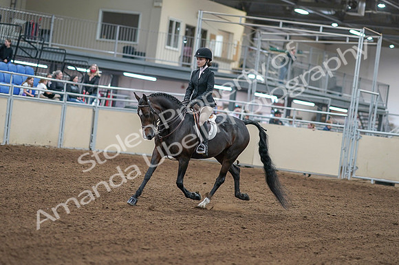 2020 - AB Morgan Horse - Fri, Sept 04 - 05800
