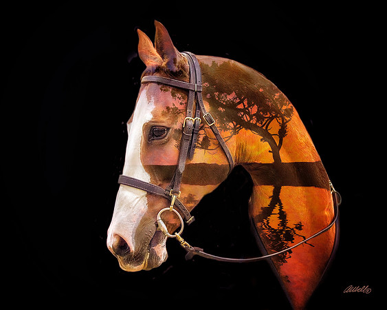 Arabians - 197