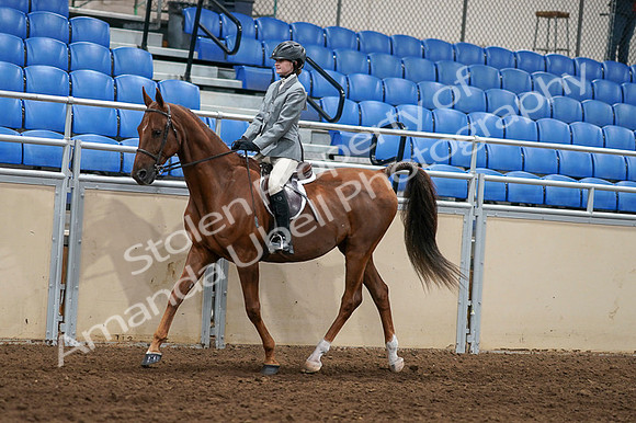 2020 - AB Morgan Horse - Fri, Sept 04 - 02955