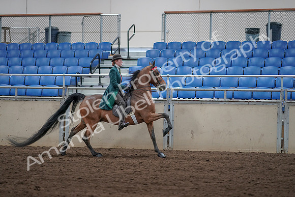 2019 Morgan Horse Show - Sept 01, 2019 - 13412