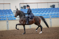 2019 Morgan Horse Show - Aug 30, 2019 - 24295