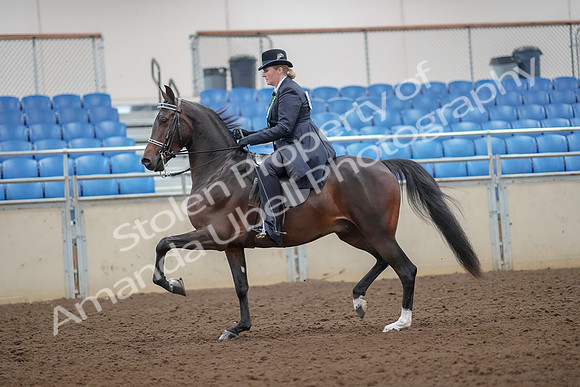2019 Morgan Horse Show - Aug 30, 2019 - 24295