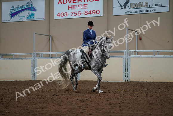 2019 Morgan Horse Show - Aug 30, 2019 - 22630