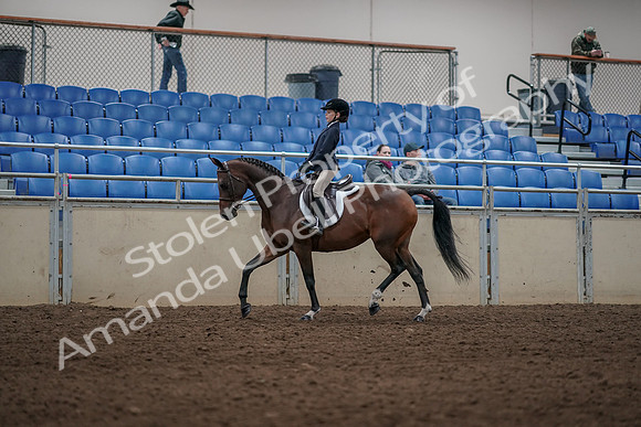 2019 Morgan Horse Show - Aug 31, 2019 - 05558