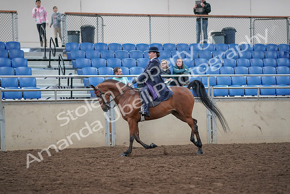 2019 Morgan Horse Show - Aug 31, 2019 - 08843