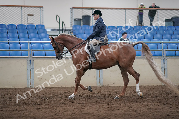 2019 Morgan Horse Show - Sept 01, 2019 - 08610