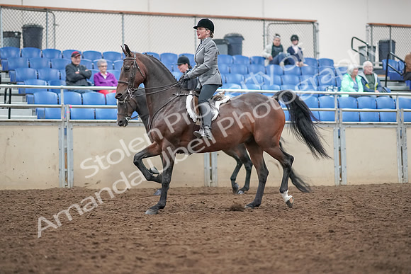 2019 Morgan Horse Show - Aug 30, 2019 - 20179