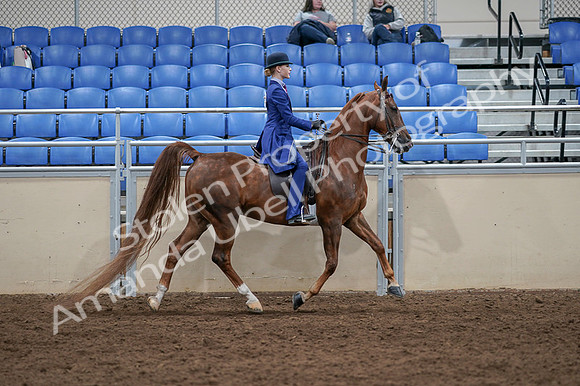 2020 - AB Morgan Horse - Fri, Sept 04 - 05263