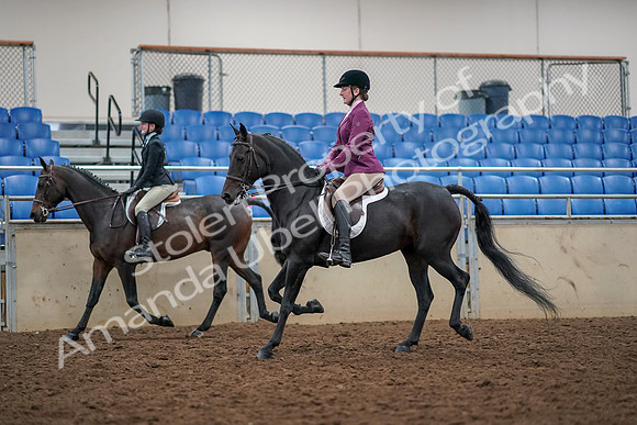 2019 Morgan Horse Show - Aug 30, 2019 - 23332