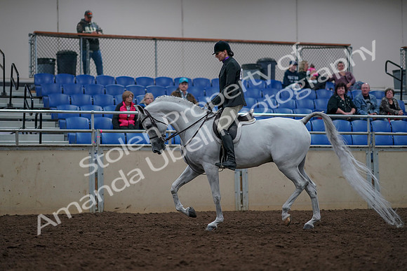 2019 Morgan Horse Show - Aug 31, 2019 - 15899