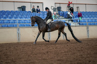 Class 028 - Morgan Hunter Pleasure - Amateur Jr. Exhibitor