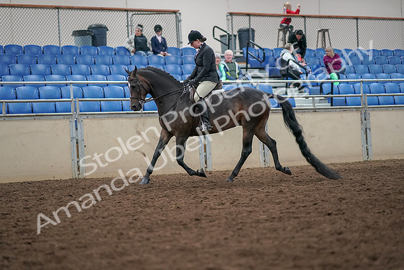 2019 Morgan Horse Show - Aug 30, 2019 - 19856