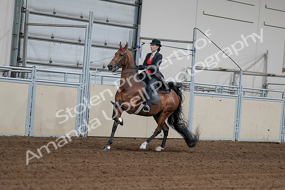 2020 - AB Morgan Horse - Sat, Sept 05 - 06707