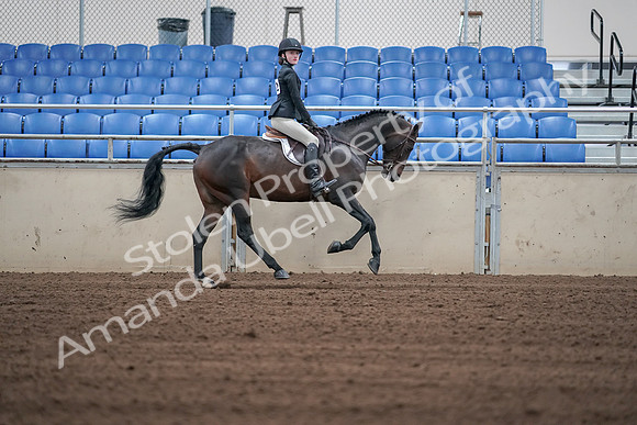2019 Morgan Horse Show - Sept 01, 2019 - 03891