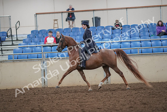 2019 Morgan Horse Show - Aug 30, 2019 - 26783
