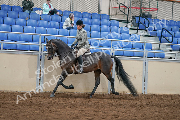 2020 - AB Morgan Horse - Sat, Sept 05 - 14483