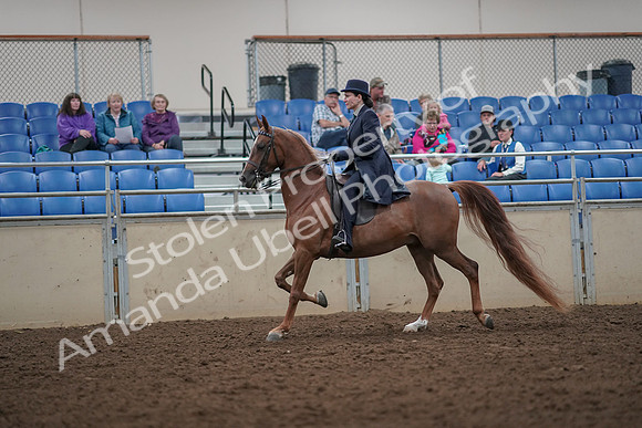 2019 Morgan Horse Show - Aug 30, 2019 - 26771