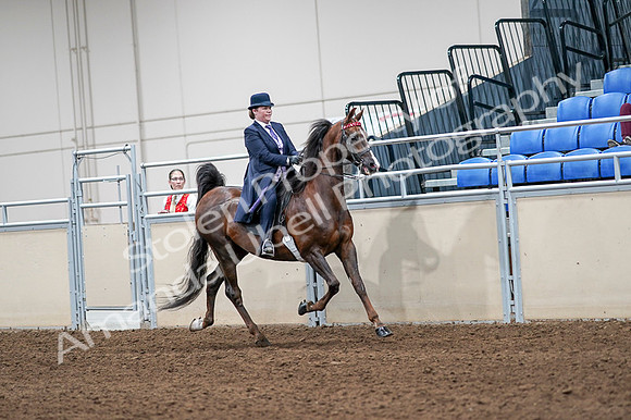 2020 - AB Morgan Horse - Fri, Sept 04 - 08075