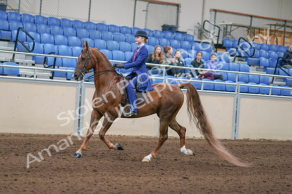2020 - AB Morgan Horse - Sun, Sept 06 - 00001