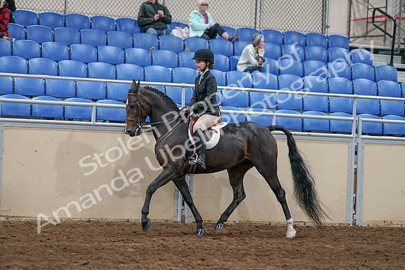 2020 - AB Morgan Horse - Sat, Sept 05 - 14418